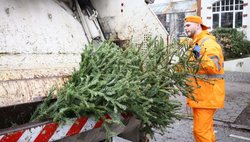 Ein SRH-Kollege bei der Tannenbaumabfuhr
