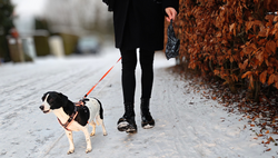 Spaziergänger:in mit Hund und Gassibeutel