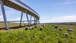 Ein Teil des Horizontwegs mit Schafen