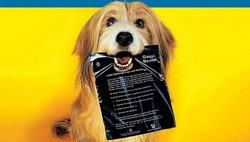 Hund mit Gassibeutel in der Schnauze